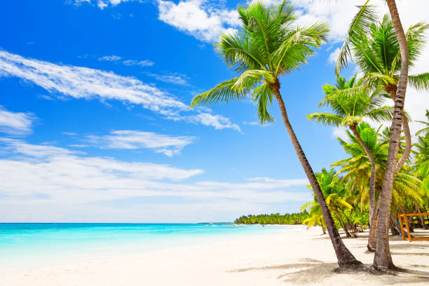 istock Coconut Palm trees on white sandy beach 1253824888