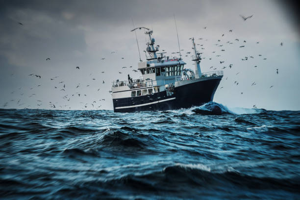 bateau de pêche de bateau pêchant dans une mer rugueuse : chalutier industriel - oiseau marin photos et images de collection