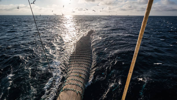 istock Trawl industrial fishing net 1253824938