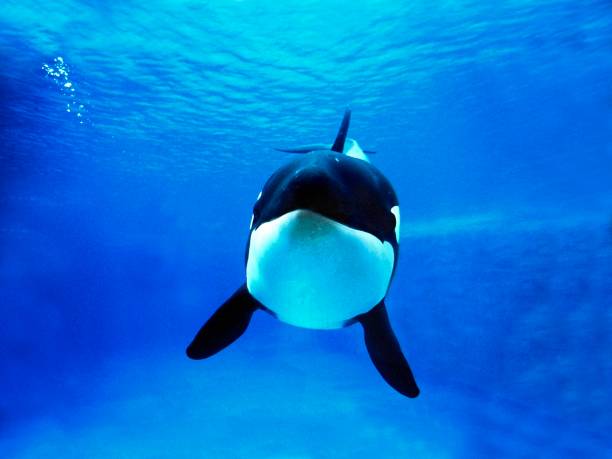 Killer Whale, orcinus orca, Adult Killer Whale, orcinus orca, Adult orca underwater stock pictures, royalty-free photos & images