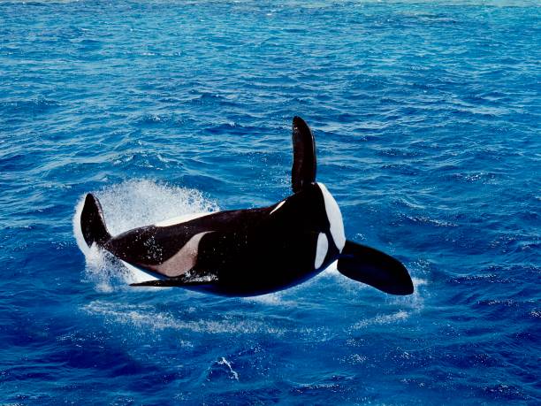 istock Killer Whale, orcinus orca, Adult Breatching 1253825162