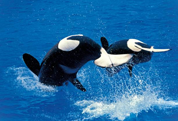 istock Killer Whale, orcinus orca, Adults Breatching 1253825164
