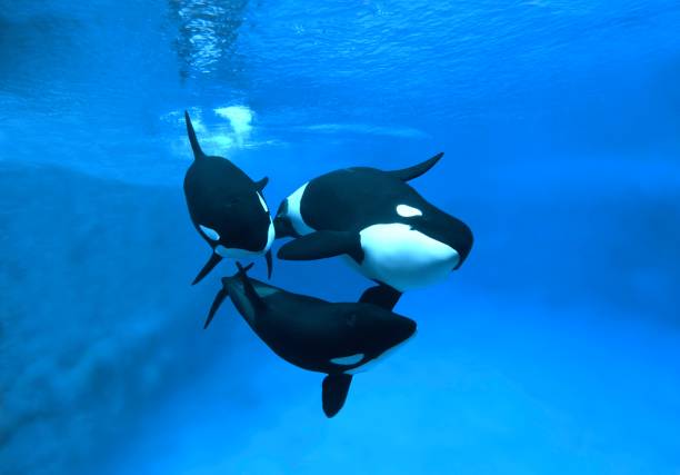 Killer Whale, orcinus orca, Adults Killer Whale, orcinus orca, Adults orca underwater stock pictures, royalty-free photos & images
