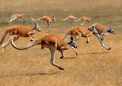 istock Red Kangaroo, macropus rufus, Australia, Group running 1253825174