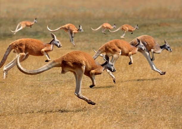 Red Kangaroo, macropus rufus, Australia, Group running Red Kangaroo, macropus rufus, Australia, Group running kangaroo stock pictures, royalty-free photos & images
