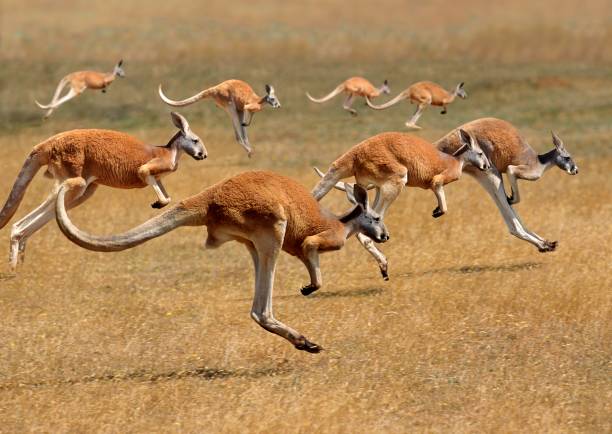 red kangaroo, macropus rufus, australia, grupa działa - kangaroo zdjęcia i obrazy z banku zdjęć