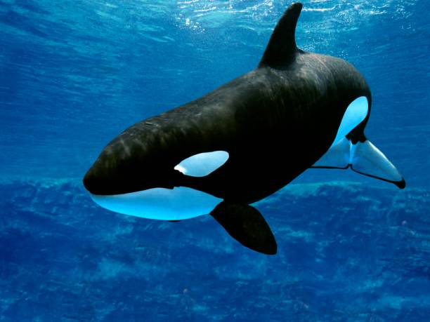 killerwal, orcinus-orca, erwachsene - schwertwal stock-fotos und bilder