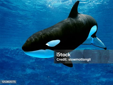 istock Killer Whale, orcinus orca, Adult 1253825175