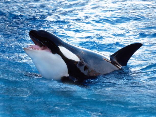 istock Killer Whale, orcinus orca, Adult Breatching 1253825181