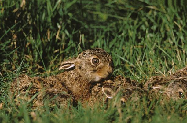 European Brown Hare, lepus europaeus, Leverets hidden in Grass, France European Brown Hare, lepus europaeus, Leverets hidden in Grass, France hare and leveret stock pictures, royalty-free photos & images