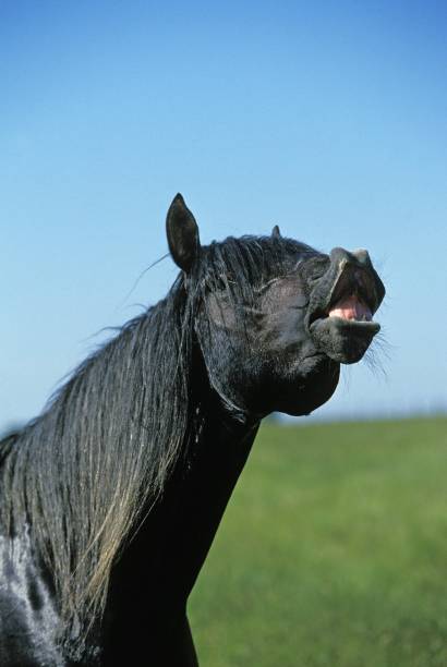 istock Lusitano Horse, Stallion in Flehmen 1253825781