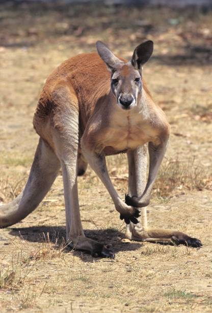 Red Kangaroo, macropus rufus, Australia Red Kangaroo, macropus rufus, Australia red kangaroo stock pictures, royalty-free photos & images