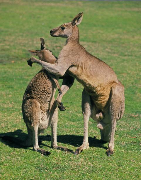 istock Eastern Grey Kangaroo, macropus giganteus, Adults, Australia 1253825788