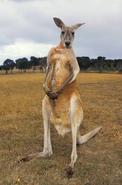 Red Kangaroo, macropus rufus, Male, Australia Red Kangaroo, macropus rufus, Male, Australia red kangaroo stock pictures, royalty-free photos & images