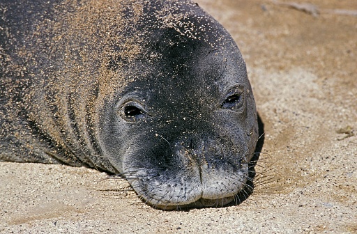 Hawaiian Monk Seal, monachus schauinslandi, Portrait of Adult on the Beach