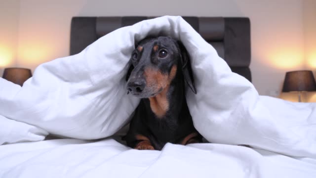 68,656 Hot Animal Stock Videos and Royalty-Free Footage - iStock | Hot dog,  Sweat, Sun no people