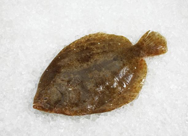 istock Brill, scophthalmus rhombus, Fresh Fish on Ice 1253826147