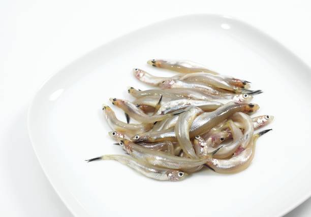 istock Smelts, osmerus eperlanus, Fresh Fishes against White background 1253826539