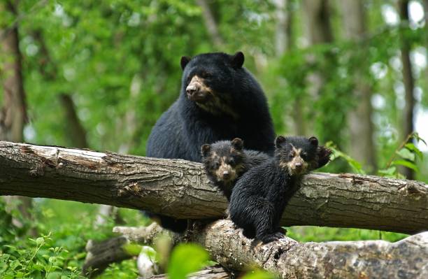 Spectacled Bear, tremarctos ornatus, Mother with Cub stock photo