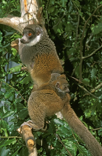Mongoose Lemur lemur mongoz, Mother with Young