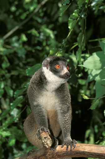 Mongoose Lemur lemur mongoz, Adult standing on Branch