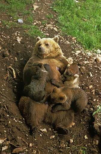 Brown Bear, ursus arctos, Mother with Cub suckling