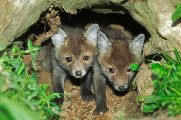 istock Red Fox, vulpes vulpes, Pup standing at Den Entrance, Normandy 1253828043