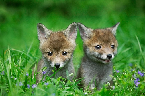 Red Fox, vulpes vulpes, Pup standing in Long Grass, Normandy