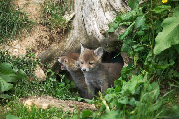 istock Red Fox, vulpes vulpes, Pup standing at Den Entrance, Normandy 1253828057