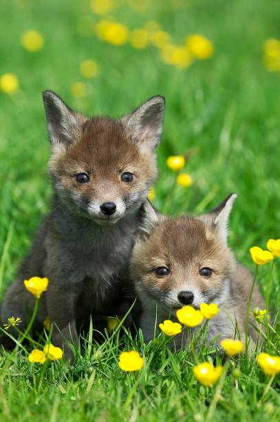 istock Red Fox, vulpes vulpes, Pup with Flowers, Normandy 1253828064