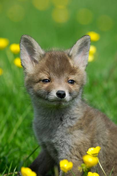 istock Red Fox, vulpes vulpes, Pup with Flowers, Normandy 1253828279