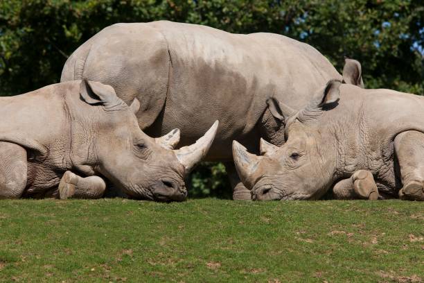 istock White Rhinoceros, ceratotherium simum 1253828485