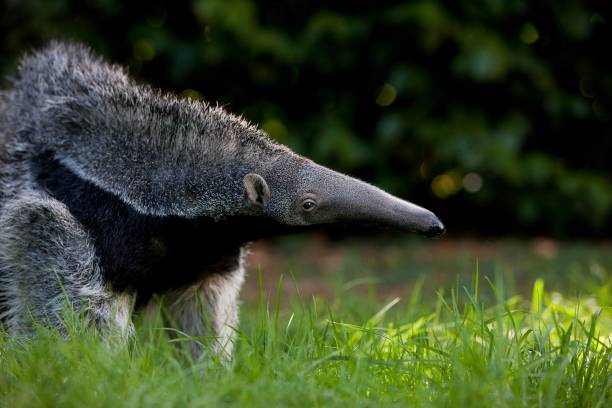 Giant Anteater, myrmecophaga tridactyla, Young Female Giant Anteater, myrmecophaga tridactyla, Young Female Giant Anteater stock pictures, royalty-free photos & images