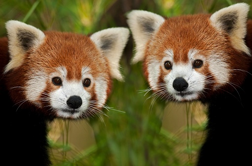 Panda Rojo, ailurus fulgens, Retrato de adultos photo