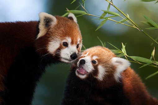 Red Panda, ailurus fulgens, Adults