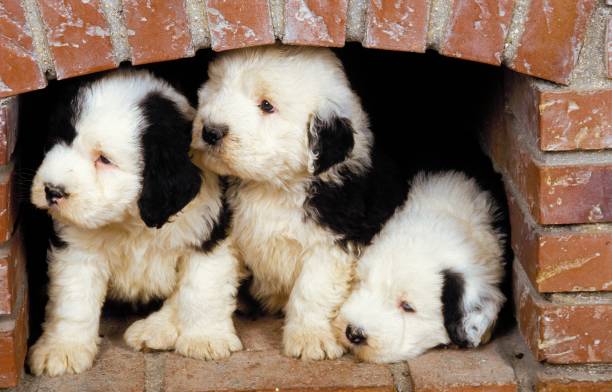 bobtail hund oder alte englische schäferhund, welpen versteckt unter kamin - old english sheepdog stock-fotos und bilder