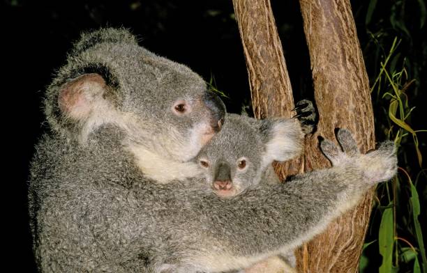 istock Koala, phascolarctos cinereus, Mother with Young, Australia 1253830262