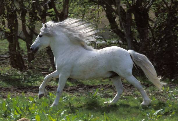istock Camargue Horse, Adult Galloping through Paddock 1253831614