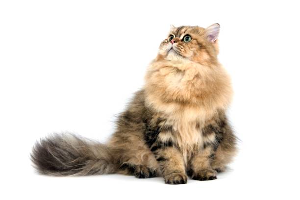 Golden Persian Domestic Cat against White Background Golden Persian Domestic Cat against White Background persian cat stock pictures, royalty-free photos & images