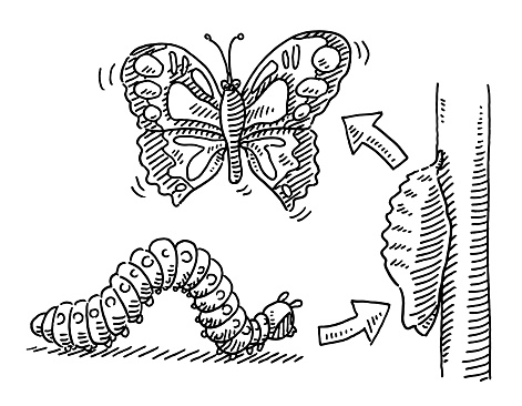 Hand-drawn vector drawing of a Caterpillar Butterfly Metamorphosis Concept. Black-and-White sketch on a transparent background (.eps-file). Included files are EPS (v10) and Hi-Res JPG.