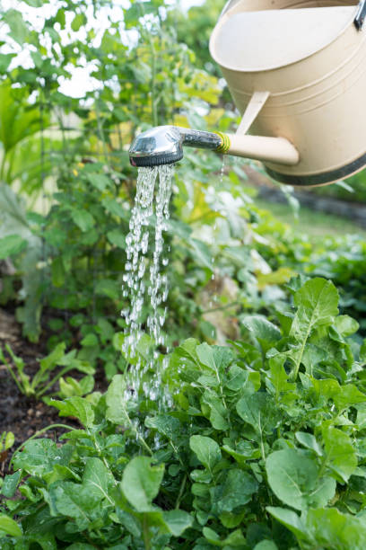 istock Watering vegetable garden with watering can 1253833099