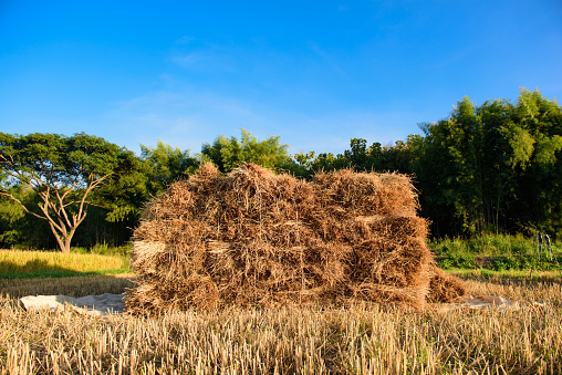 Harvested paddy rice field, dried rice under the sunlight in harvest season with blue sky natural background