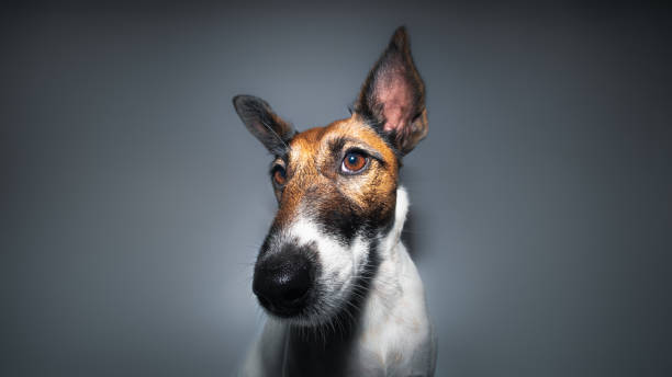 retrato de primer plano de un terrier de zorro, lente gran angular. - low key lighting flash fotografías e imágenes de stock