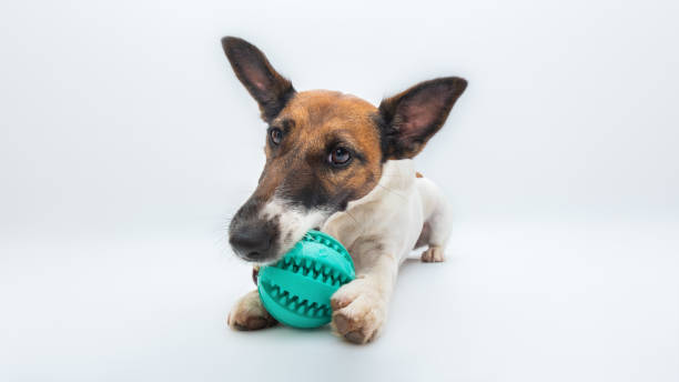 istock Cute fox terrier puppy chews on a ball, white backdrop. 1253833792