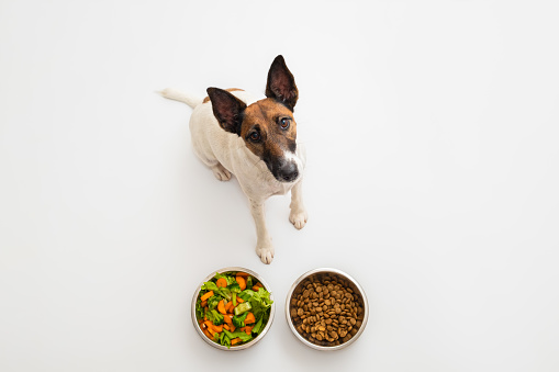 Dog nutrition, pet diet concept: dog chooses between vegetables and dry food