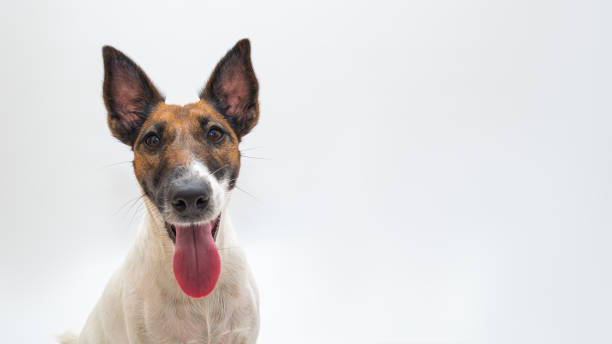 istock Cute smiling fox terrier dog, white backdrop and copy space. 1253833830