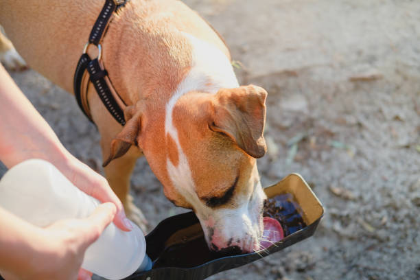 Using dog water bottle at walk or hiking trip, taking care of pets concept
