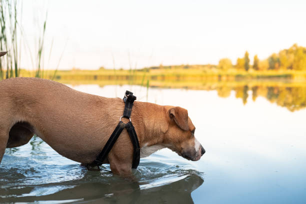istock Dog cools down in a swamp on a hot summer day. 1253834825