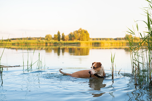 Active pets, swimming dogs, physical activity concepts