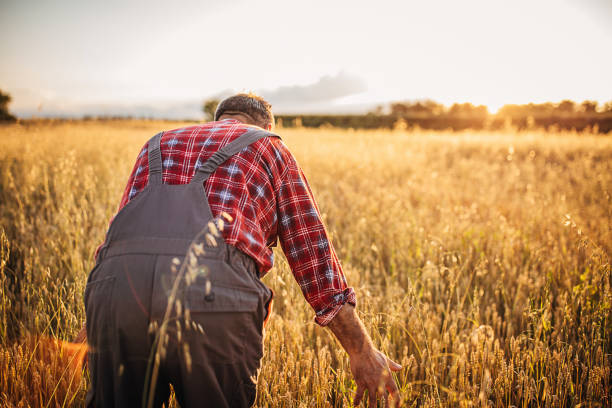istock Senor farmer examining wheat crops 1253835117